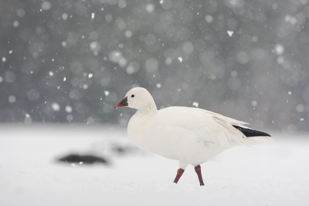 Seasonal Diet Changes: What Do Geese Eat Throughout The Year?