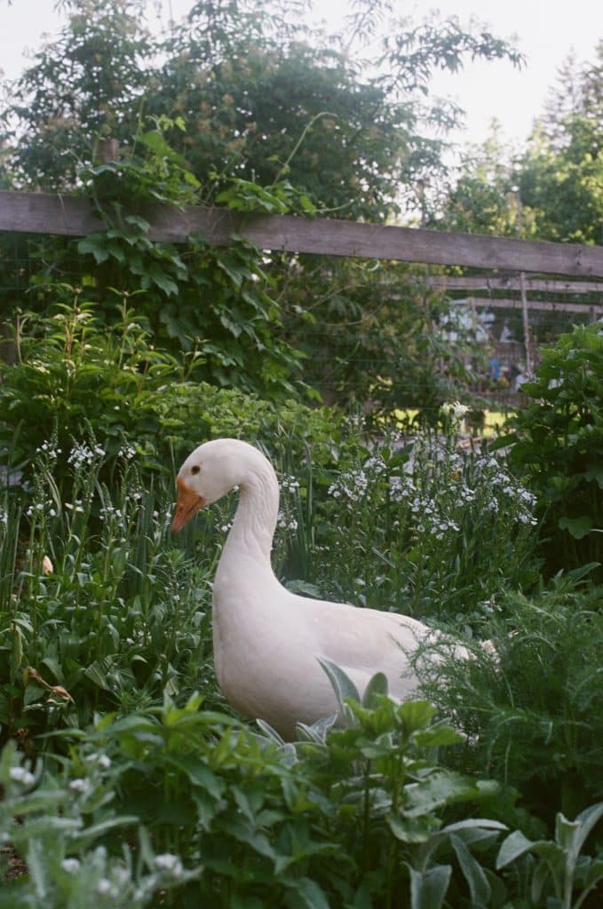 How Geese Act As Natural Pest Control In Your Garden