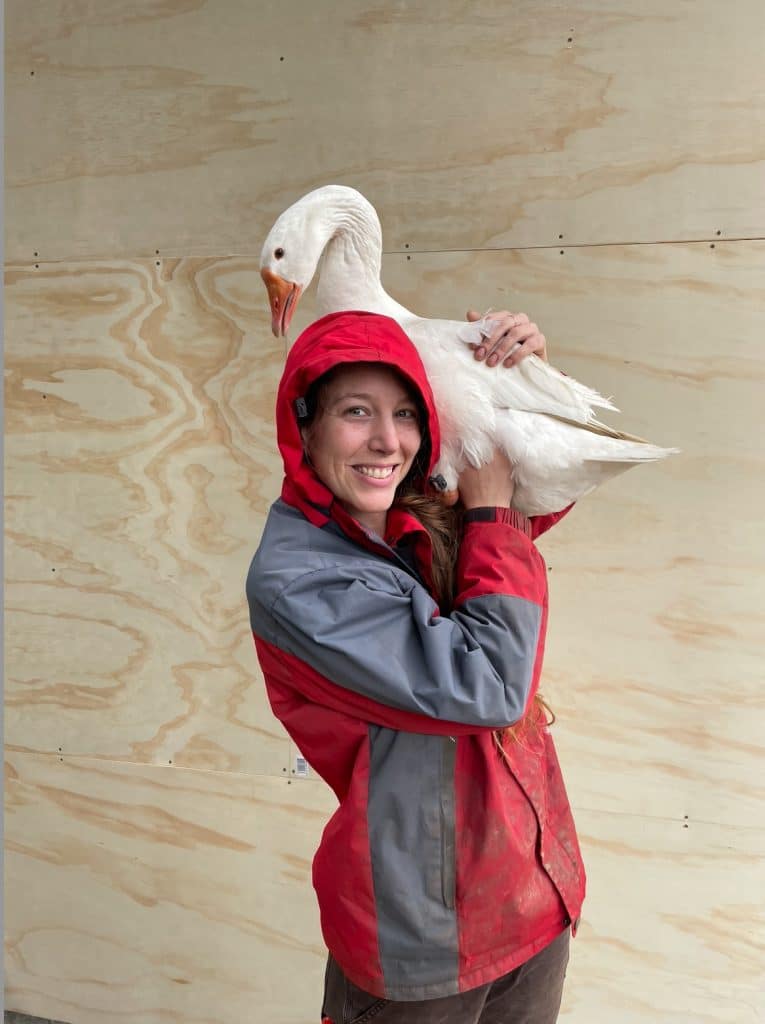 Geese As Pets: Can Geese Benefit Your Garden And Home?