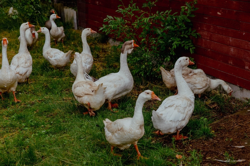 Raising Geese For Meat