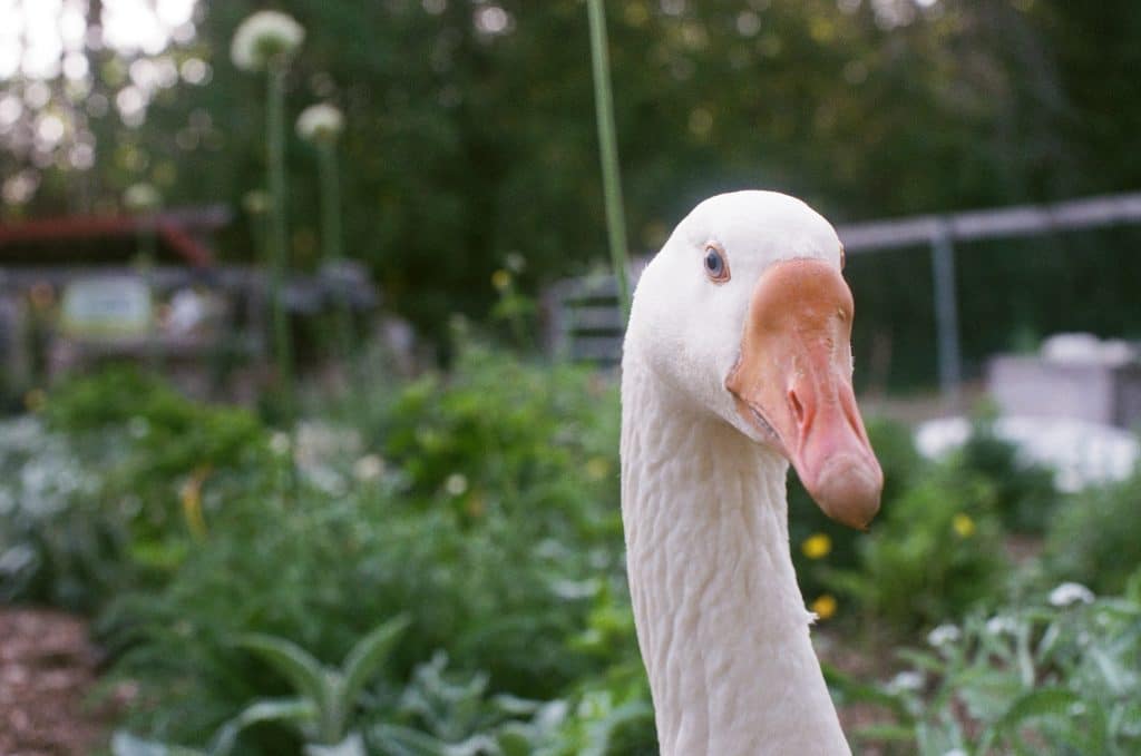 Why Geese Are The Perfect Garden Helpers