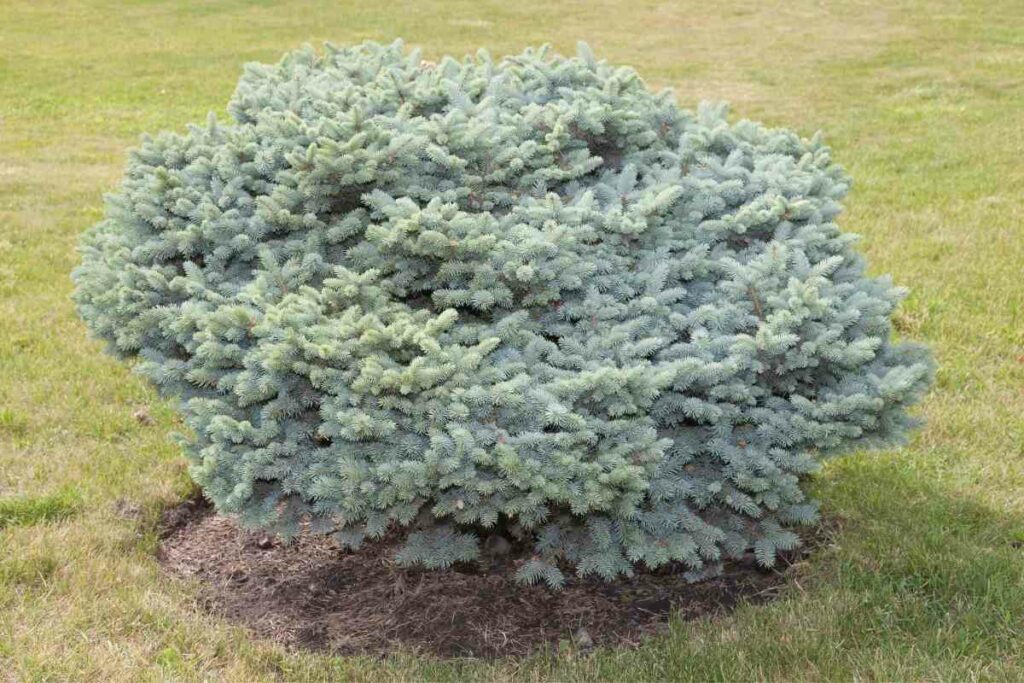 Growing Dwarf Blue Spruce