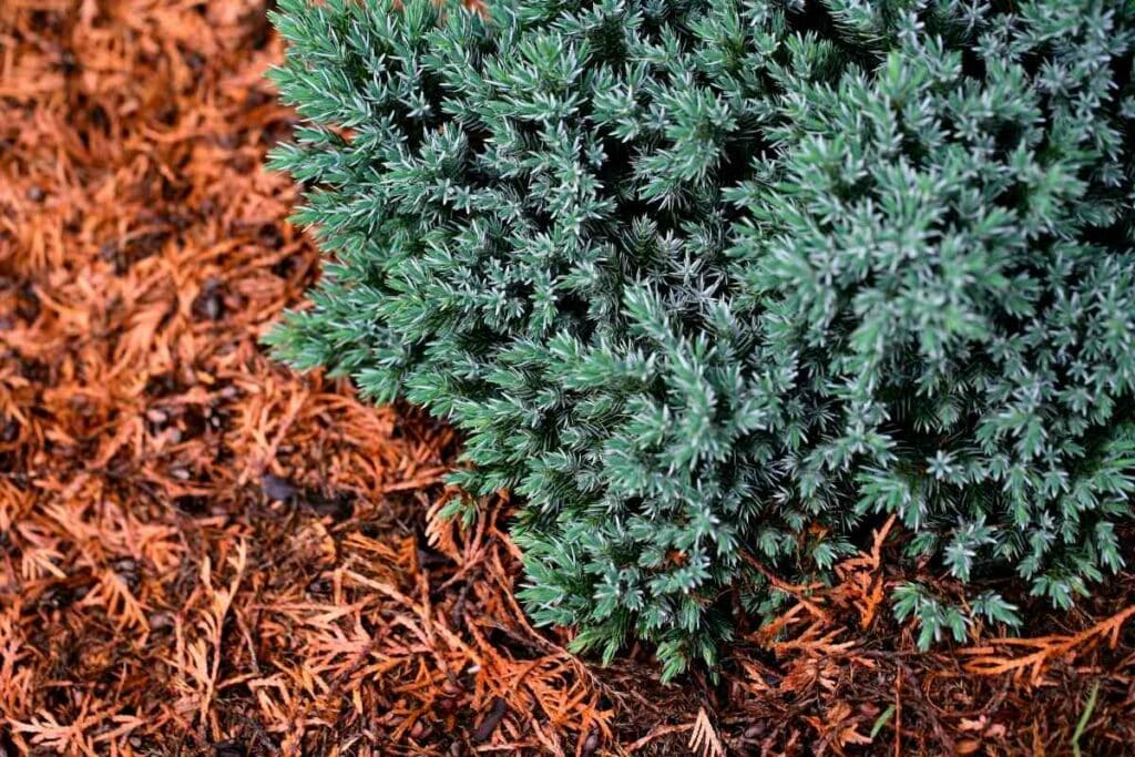 Dwarf Blue Star Juniper shrub