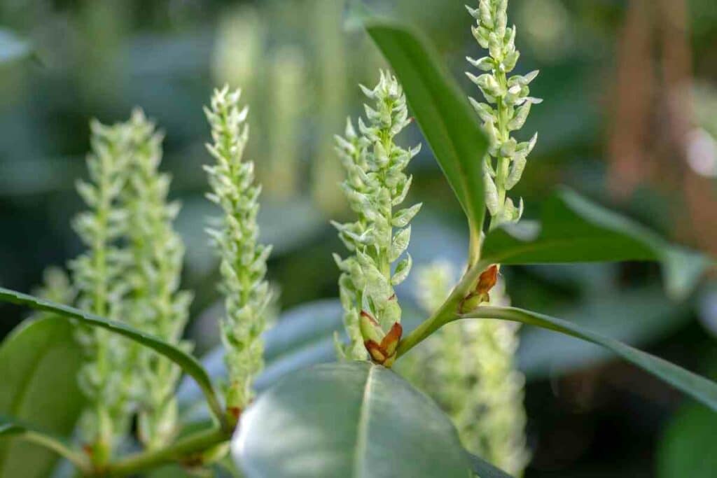 Dwarf English Laurel growing