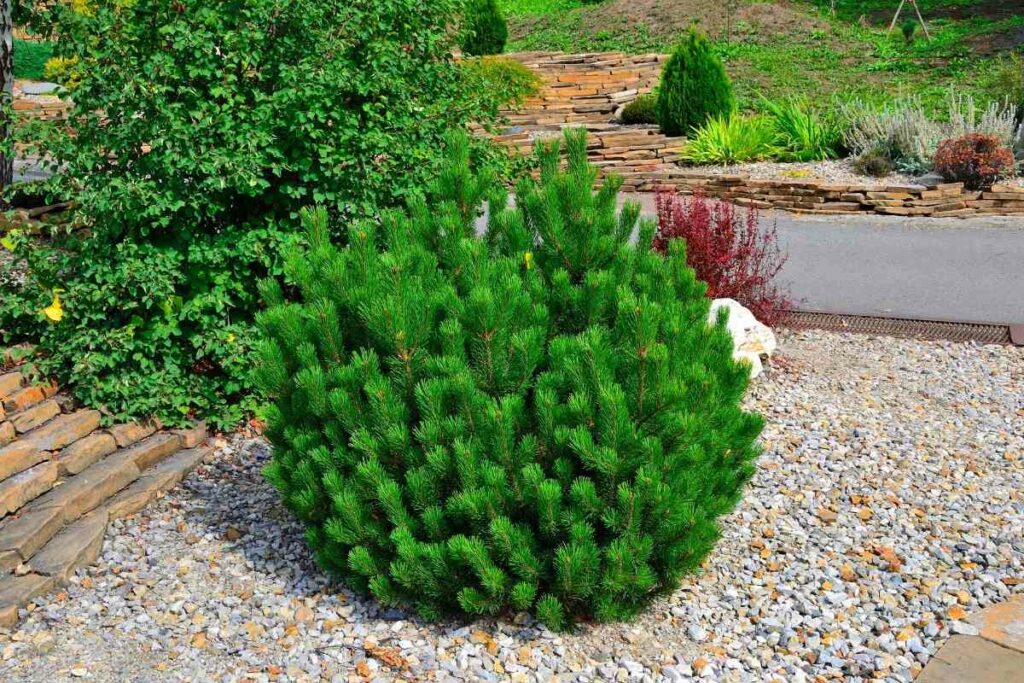 Small Dwarf evergreens perfect for pots