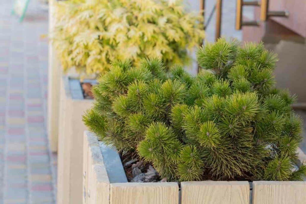 Potted Dwarf Mugo Pine