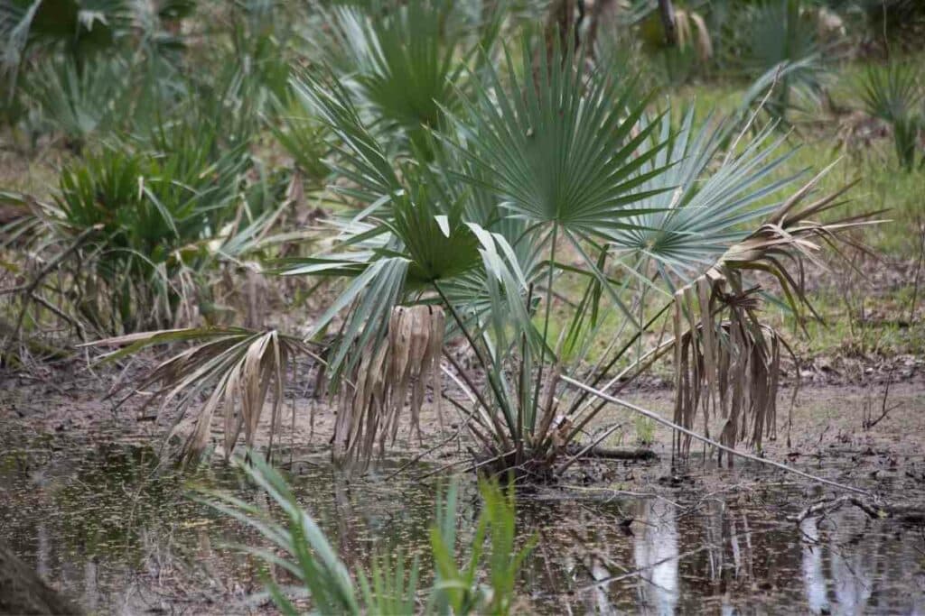 Dwarf Palmetto (Sabal minor)