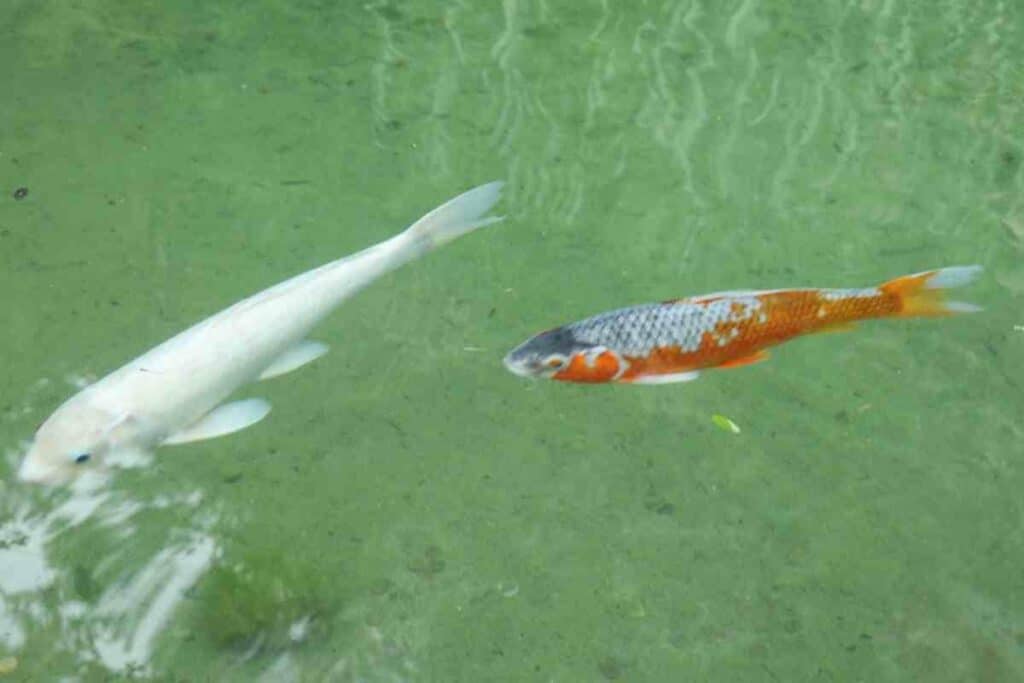 Can You Eat Koi from Your Fish Pond?