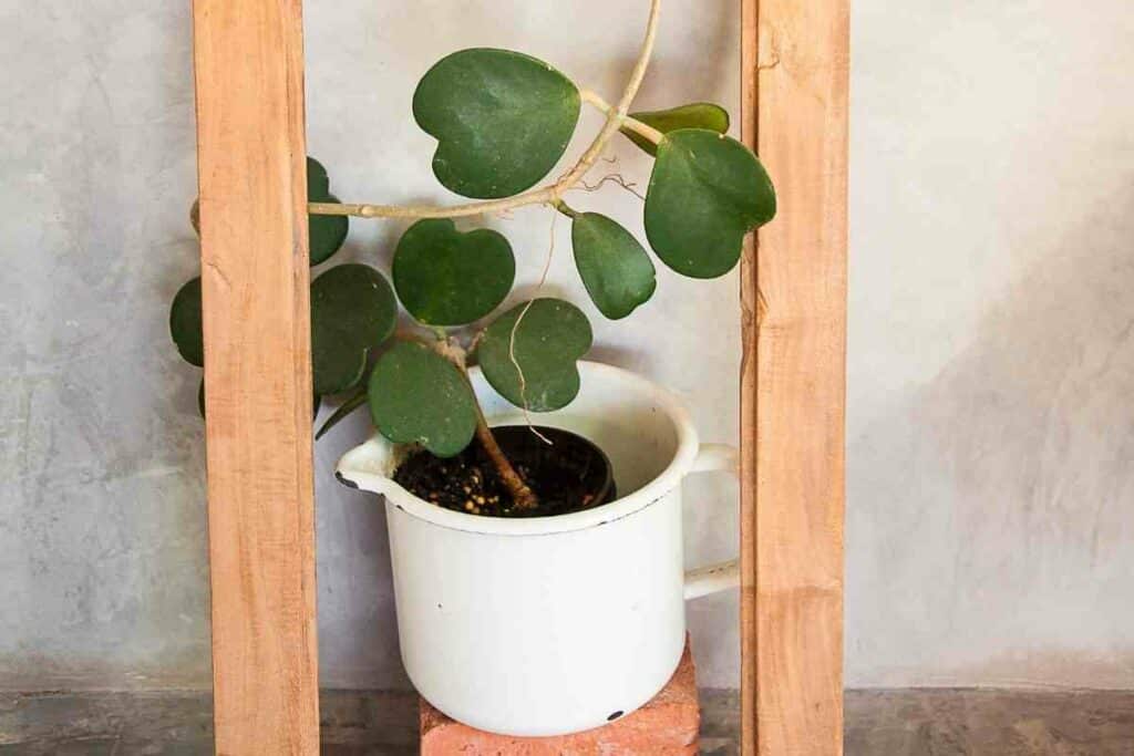 Feeding Your Hoya Kerrii Plant