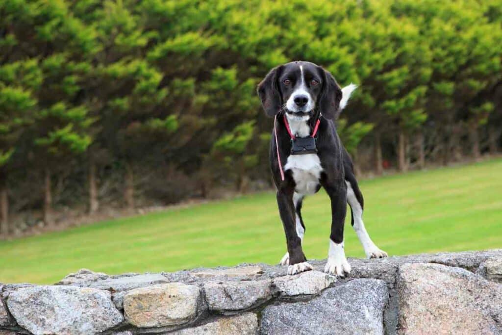 Fence dog collar and robot mowers