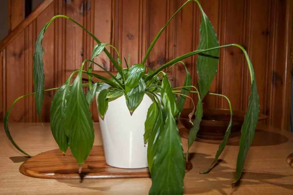 Fixing drooping plants tips