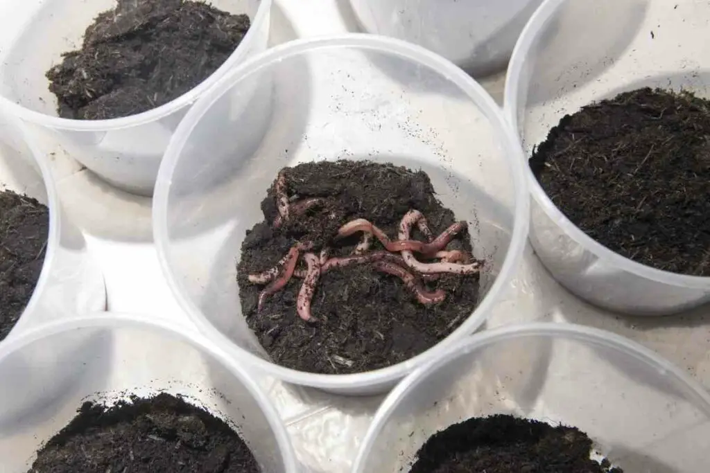 Types of garden worms in dirt
