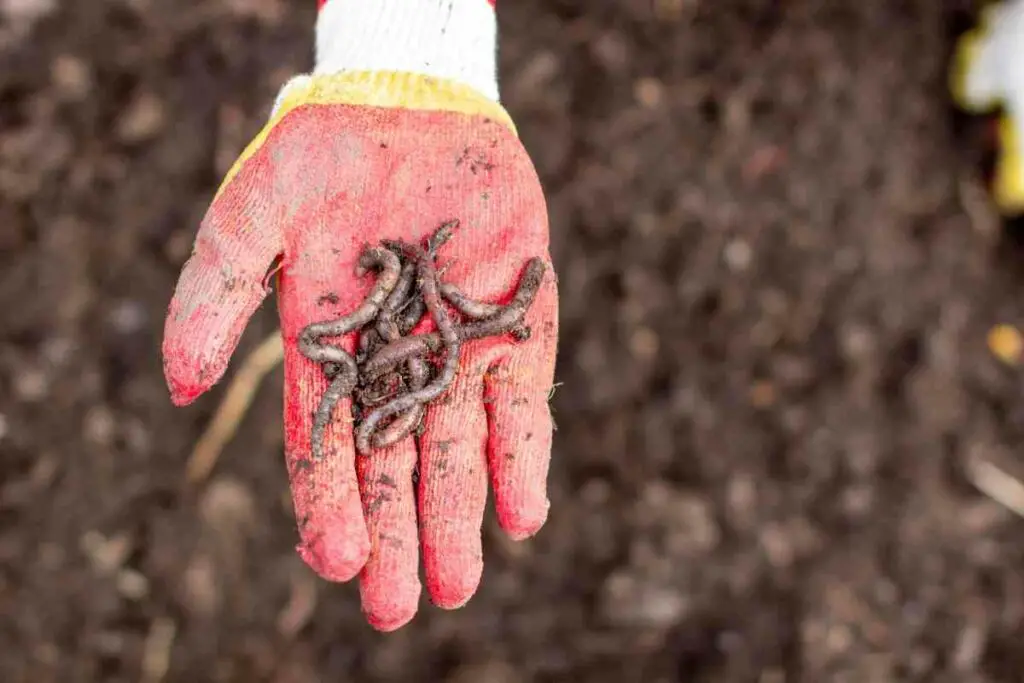 Garden worms soil benefits
