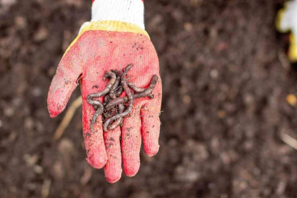 Garden worms soil benefits