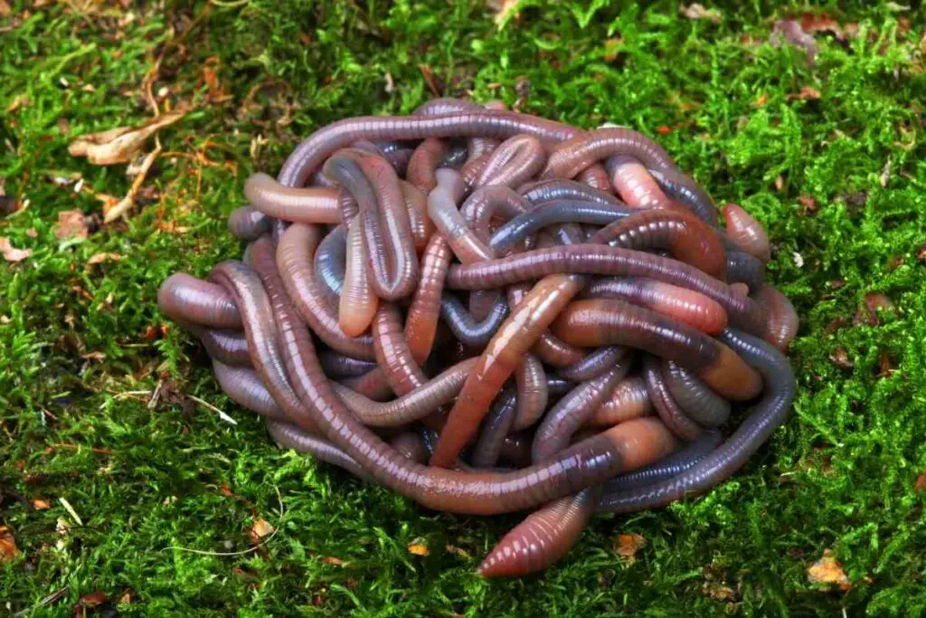 Garden worms healthy soil