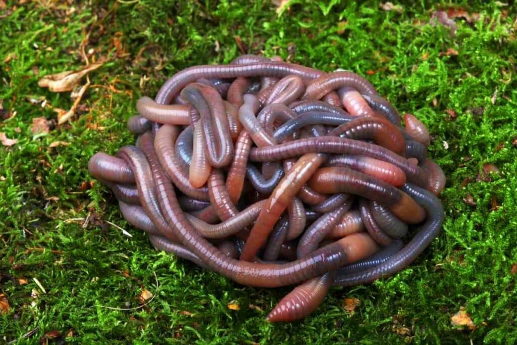 Garden worms healthy soil