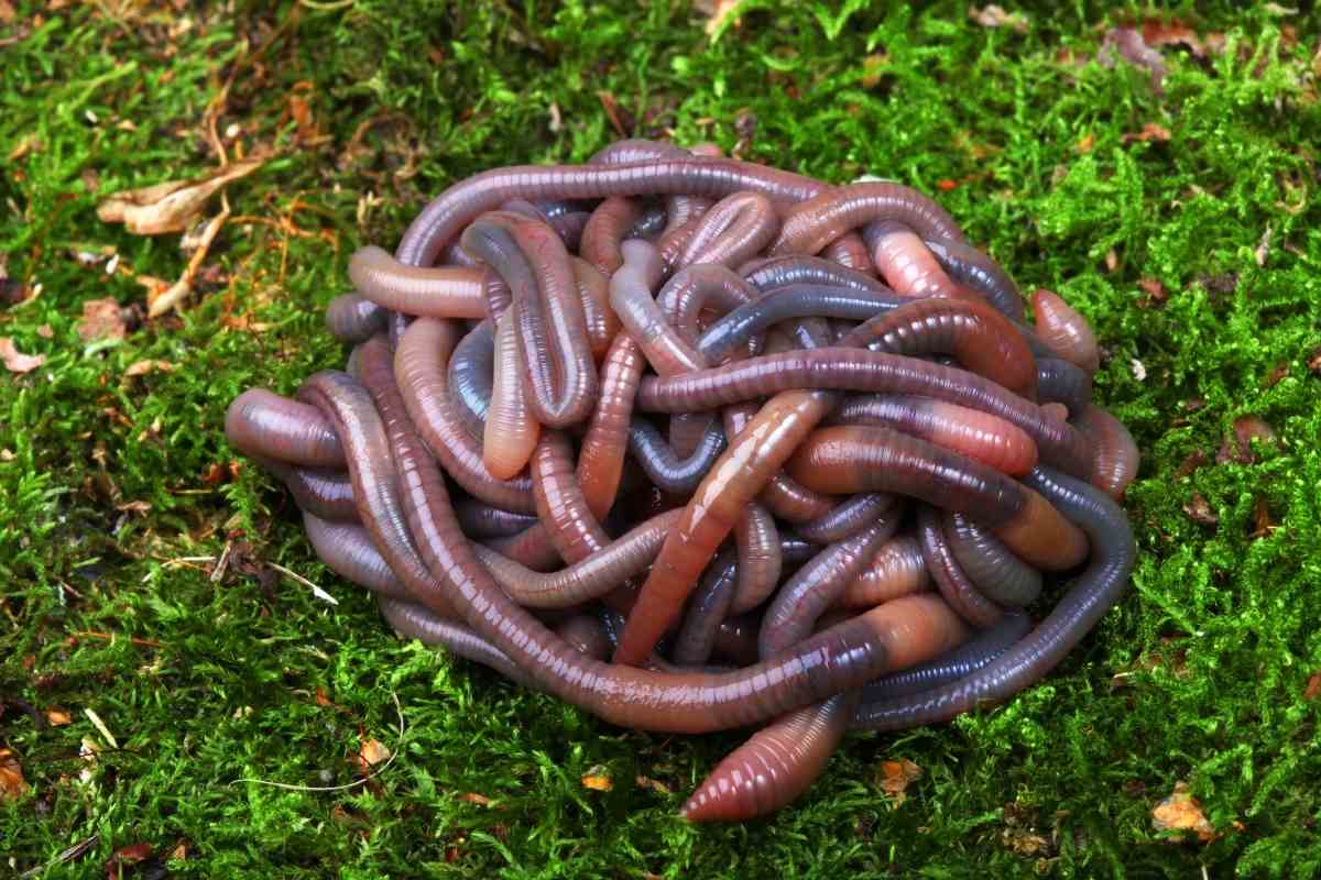 Types of Garden Worms - Gardenia Organic