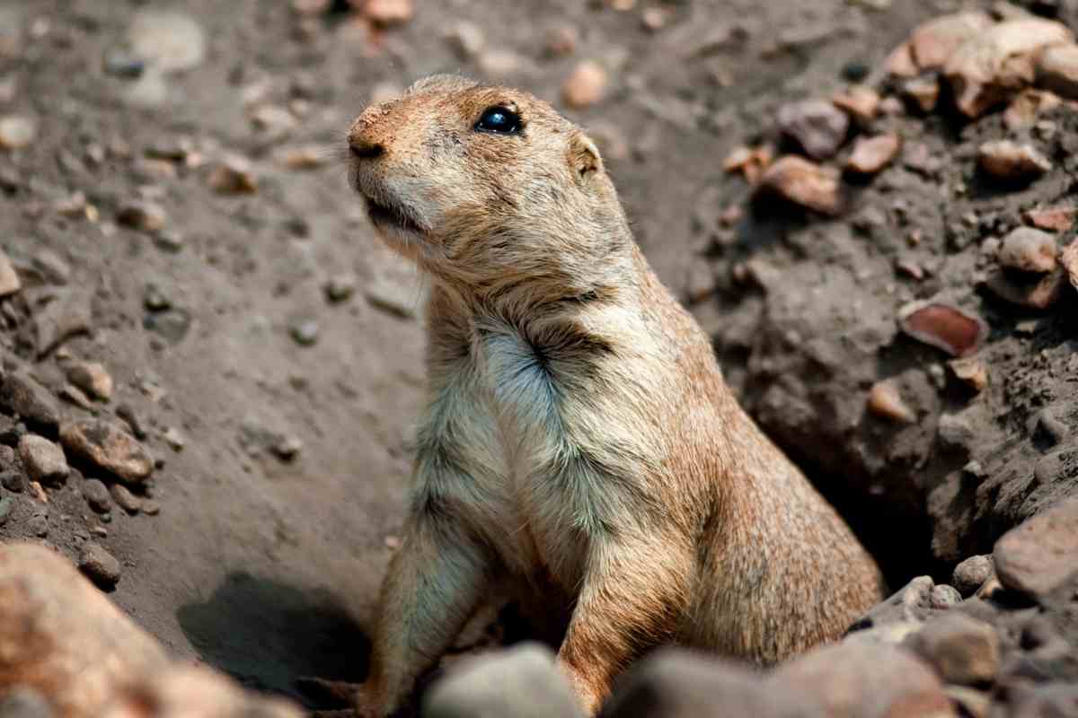 5 Best Gopher Traps for 2023 Catch Gophers Gardenia Organic