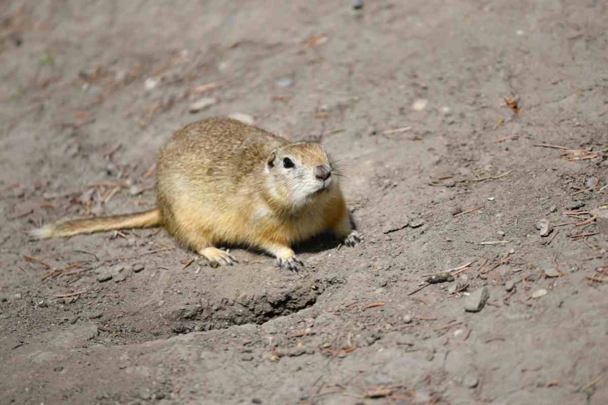 5 Best Gopher Traps for 2023 Catch Gophers Gardenia Organic