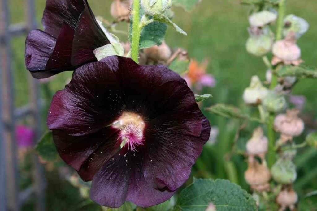 Growing Hollyhocks in pots