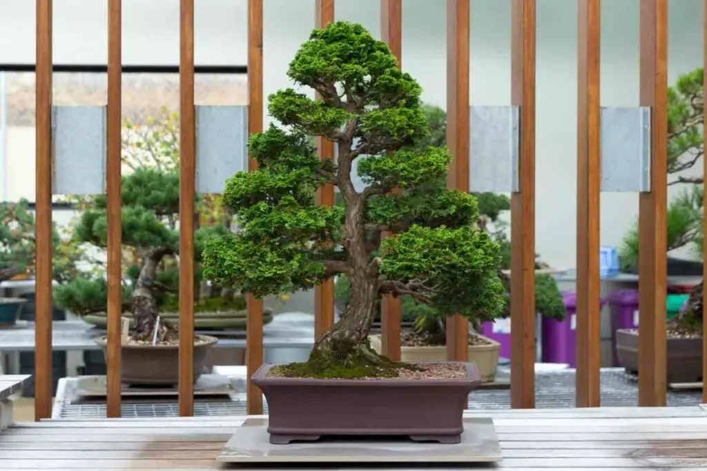 Caring for Hinoki Cypress Bonsai