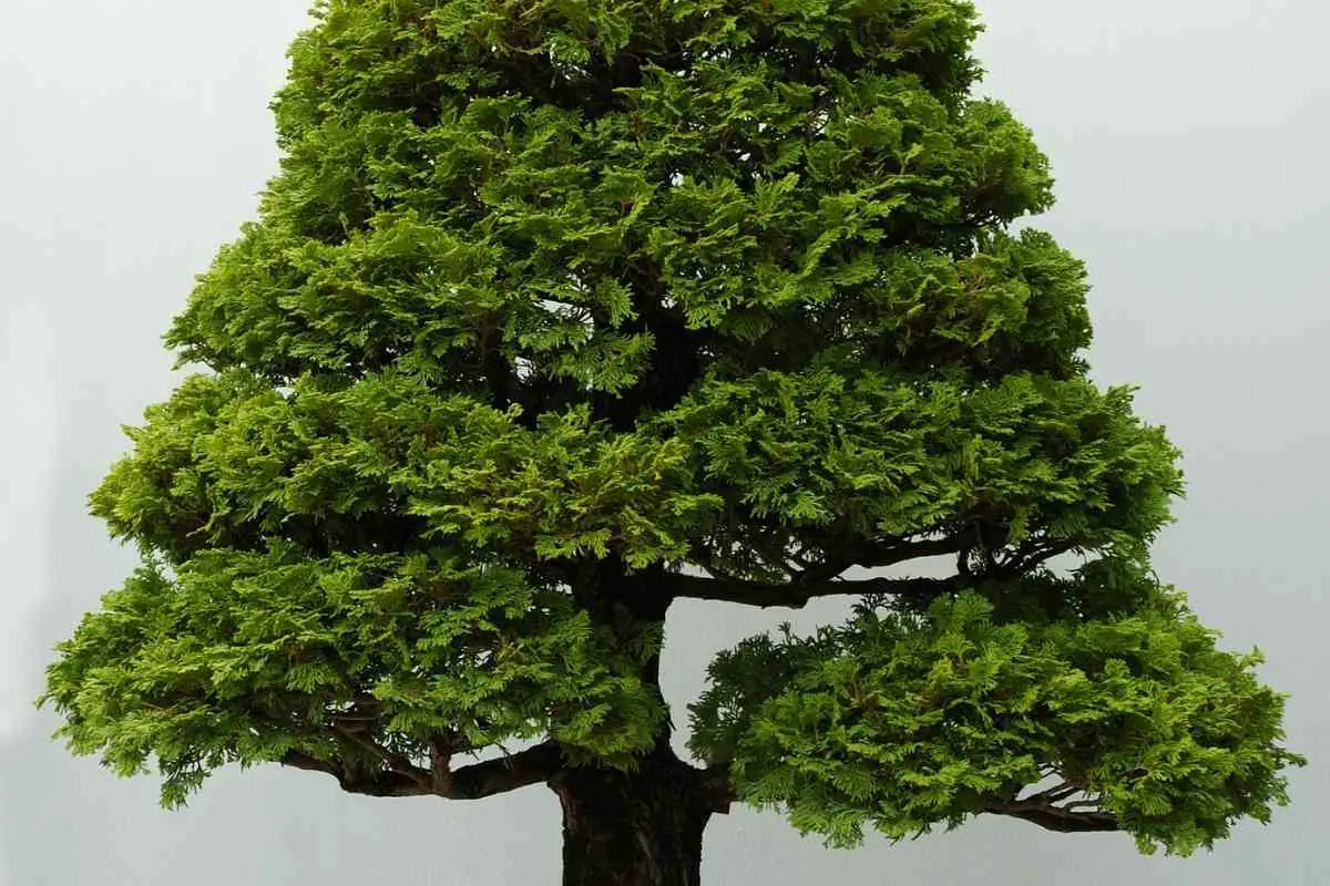 A Comprehensive Hinoki Cypress Bonsai Care Guide