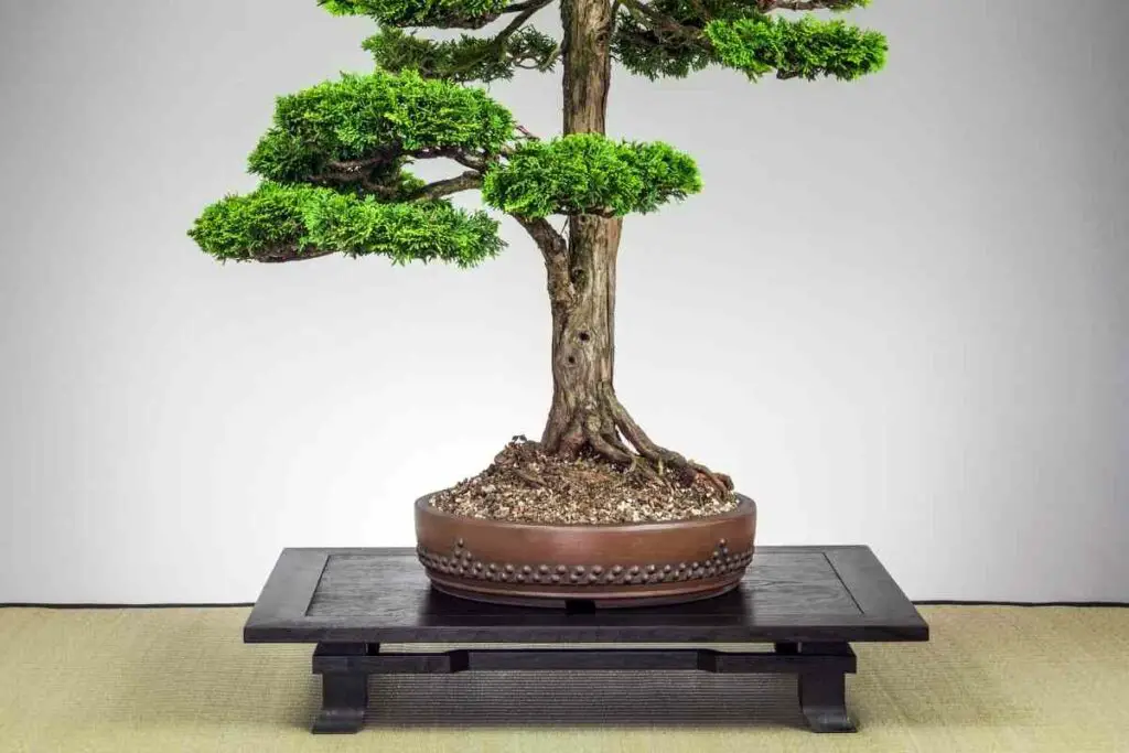 Hinoki Cypress bonsai