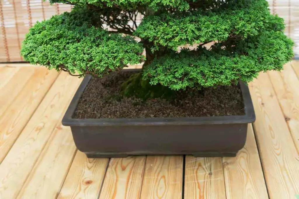 Hinoki Cypress bonsai soil