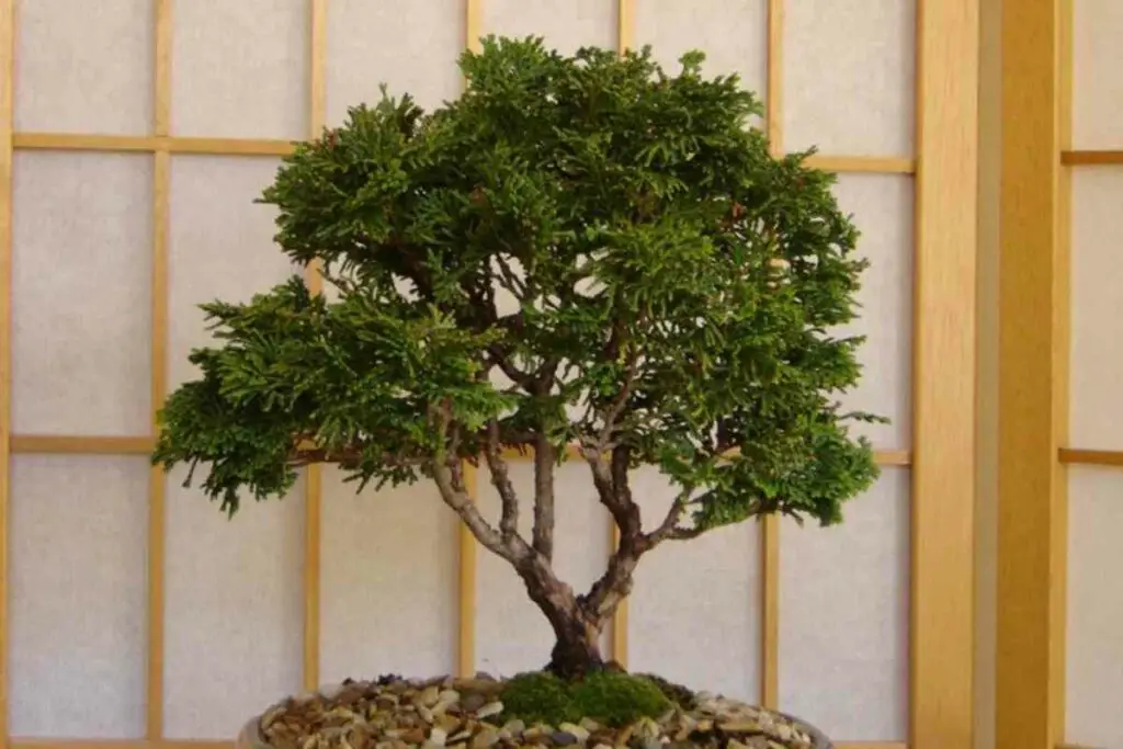 Hinoki Cypress bonsai growing