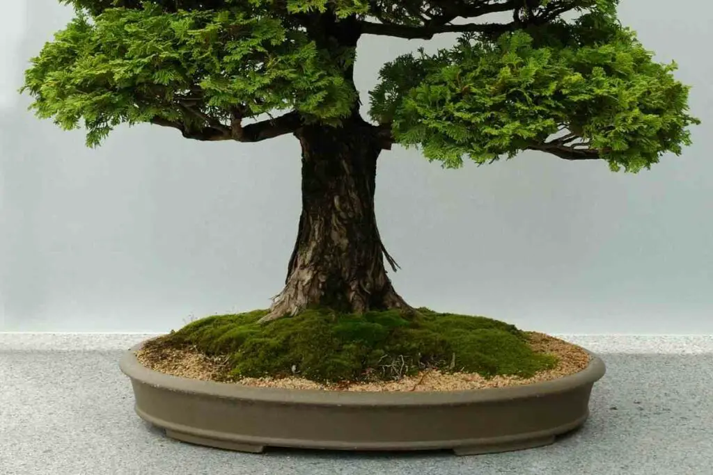 Caring for Hinoki Cypress Bonsai indoors