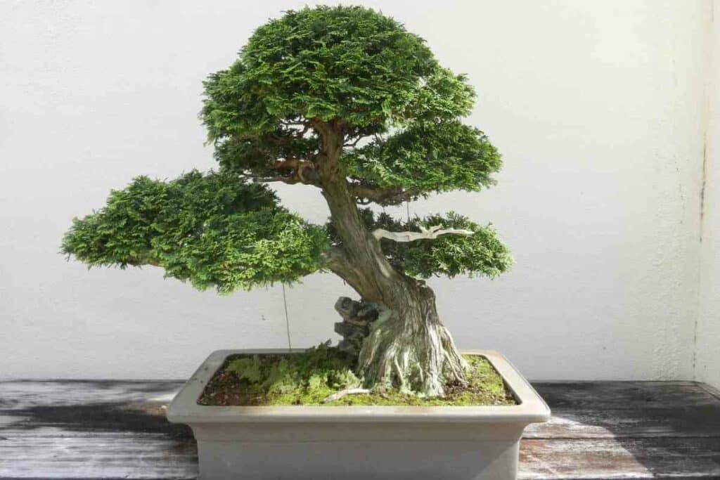 Hinoki Bonsai against pests