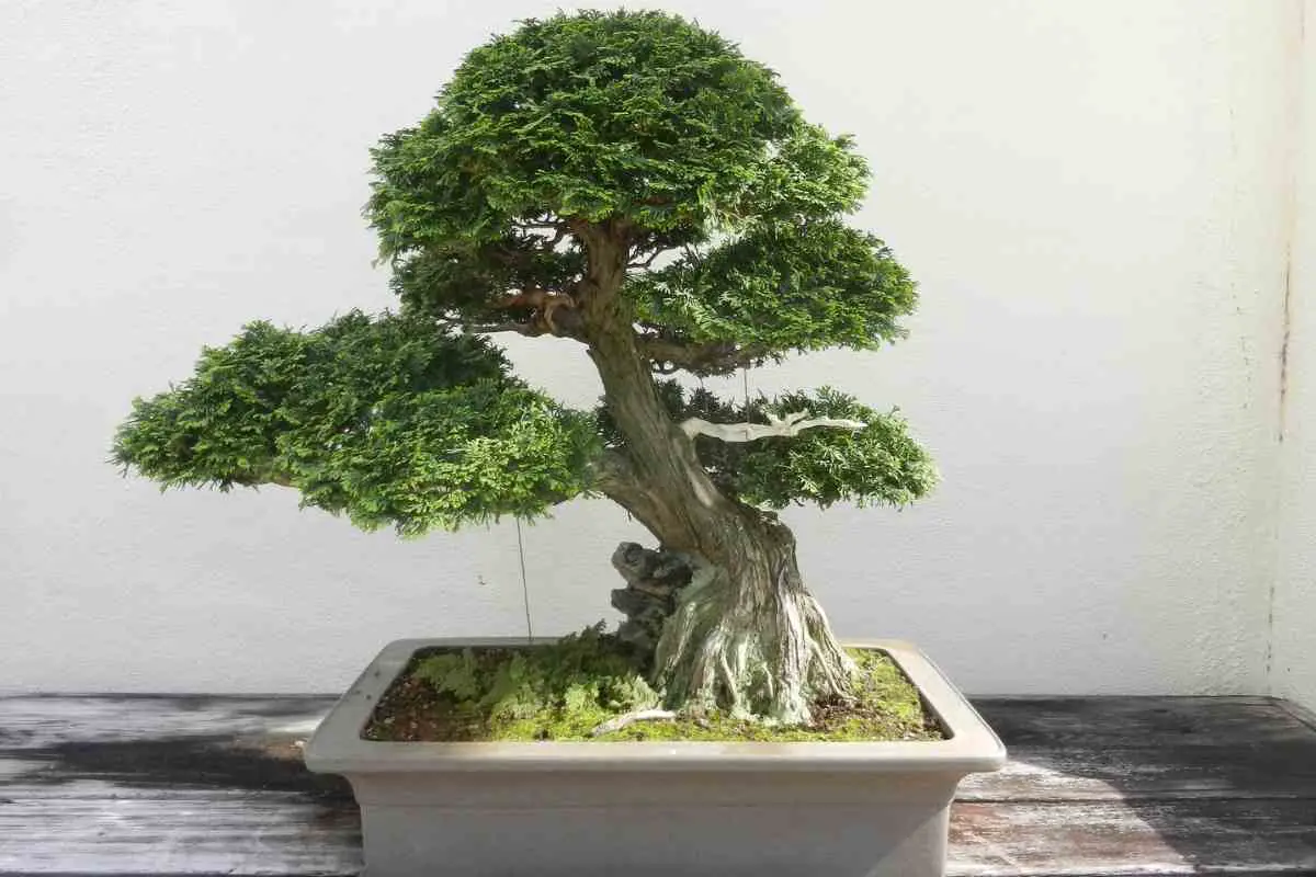 A Comprehensive Hinoki Cypress Bonsai Care Guide Gardenia Organic