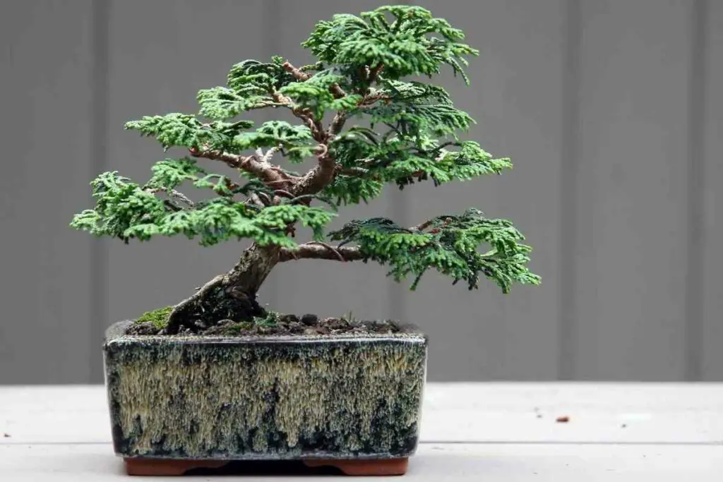 Hinoki Cypress Bonsai pruning tips