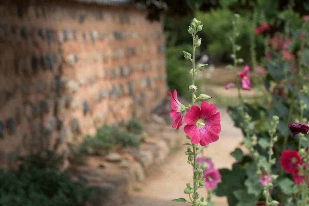 Hollyhocks pink flower in a garden