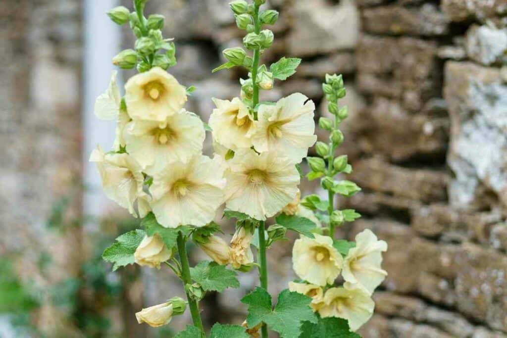 Beautiful yellow Hollyhocks flower in a garden