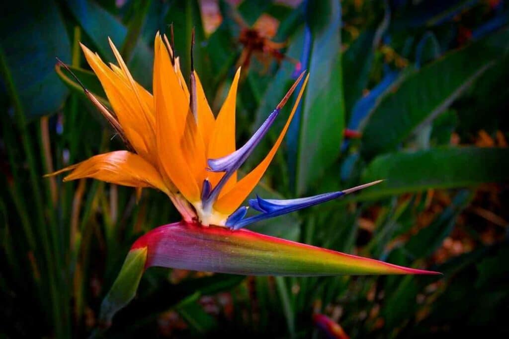 Bird of paradise flower