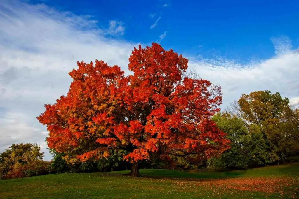 How Long Can a Maple Tree Live