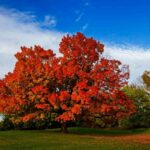 How Long Can a Maple Tree Live