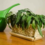How to Fix Drooping Plants ( Bring Your Plant Back to Life)