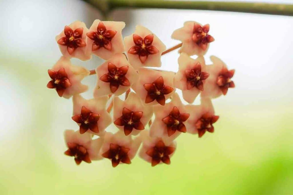 Hoya Kerrii pink flowering