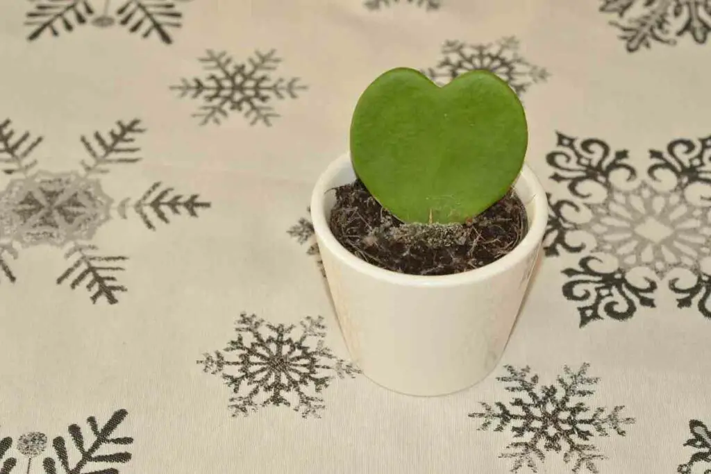 Single Leaf Hoya Kerri indoor plant