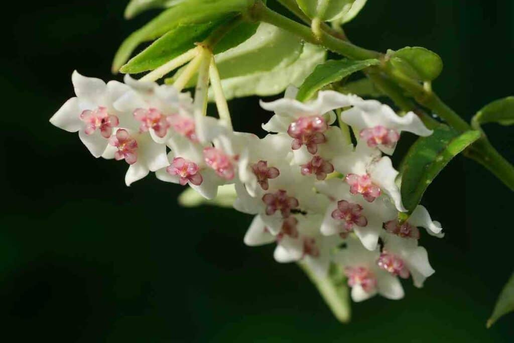 White Hoya Kerri flowers indoor