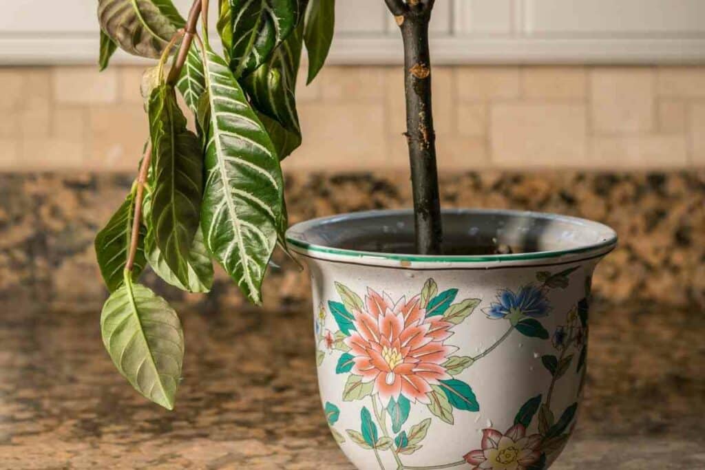 How to Fix Drooping Plants (Bring Your Plant Back to Life) - Gardenia ...