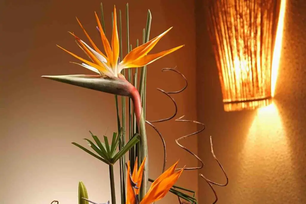 Keeping Indoors bird of paradise plant