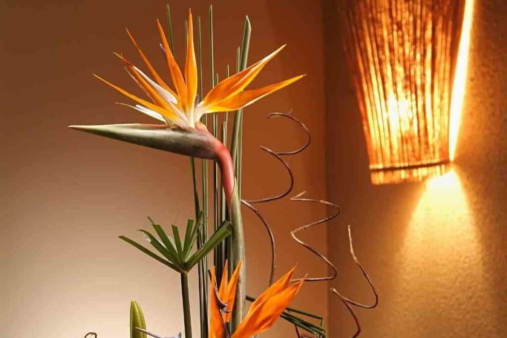 Keeping Indoors bird of paradise plant