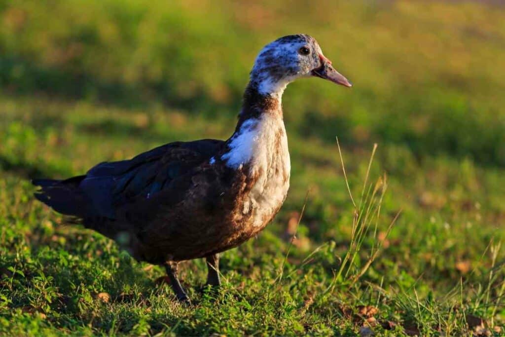 Is a Muscovy a Duck?