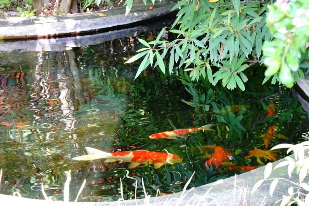 You can eat Koi fish