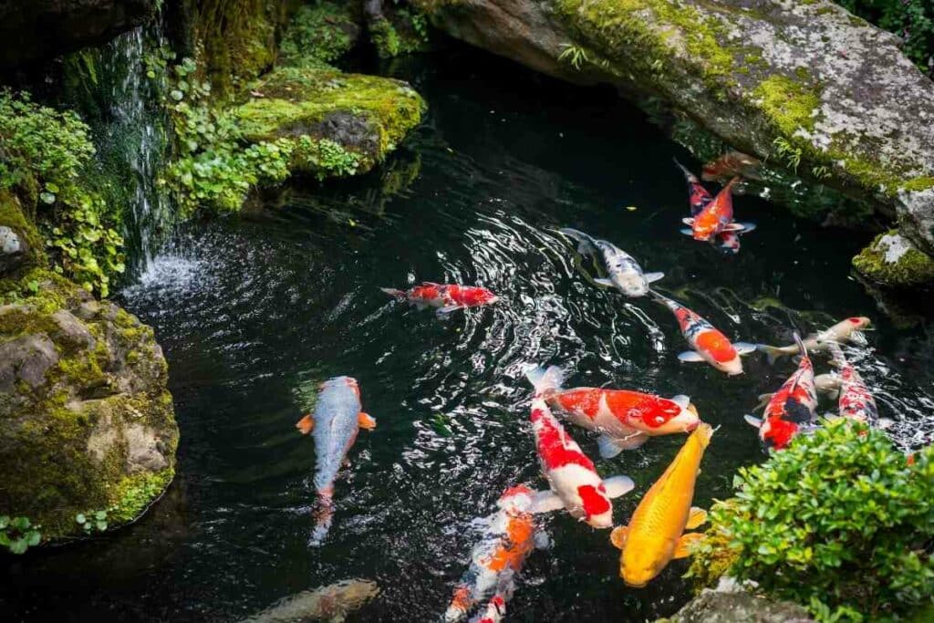 Koi from a Fish Pond are good to eat