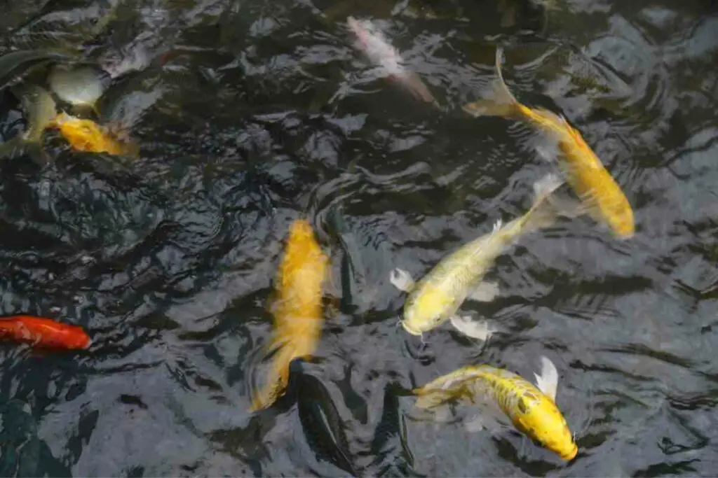 Koi fish from a garden pond