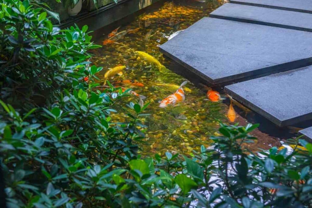 Keeping Koi fish in backyard pond